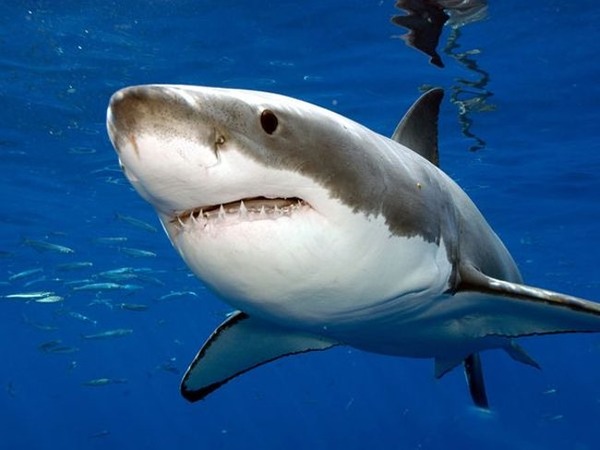 great-white-sharksanywhere-in-the-ocean-photo-u1