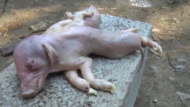 閲覧注意 ２つの体と８本の足を持つ不思議な子豚が発見され話題となる 秒刊sunday