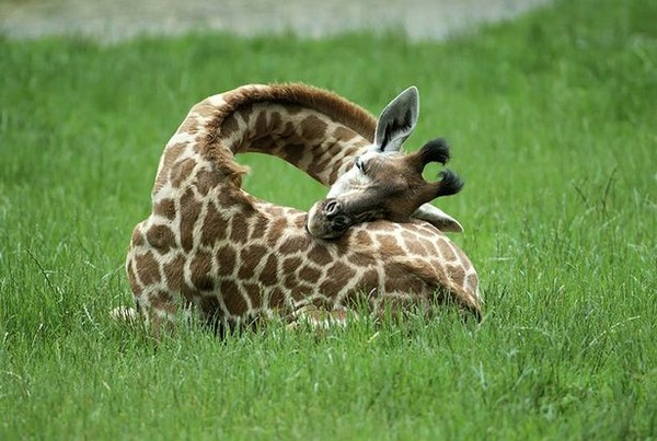Sleeping-giraffes