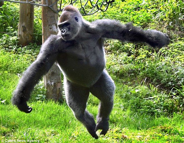 超見てぇ イギリスの動物園で１５歳の ダンシングゴリラ が話題となる 秒刊sunday
