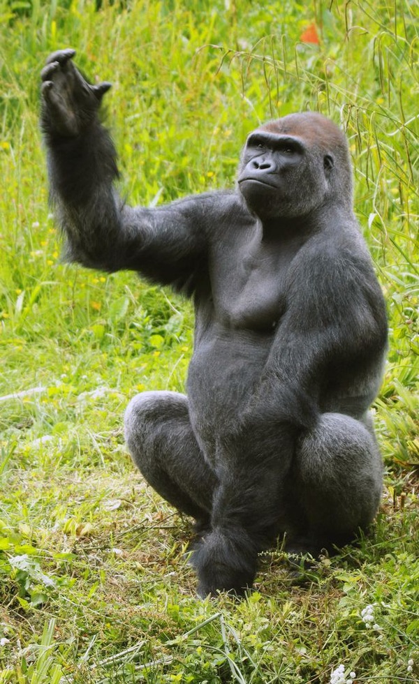 PAY-PROD-Dancing-Gorilla