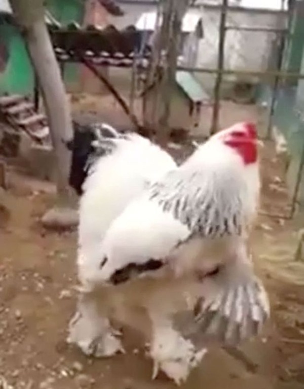 Giant-chicken