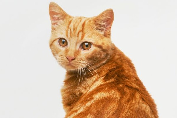 Ginger-tabby-cat