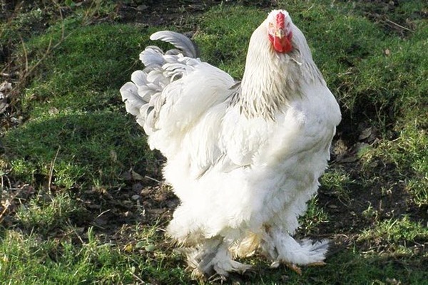 Brahma-Chicken