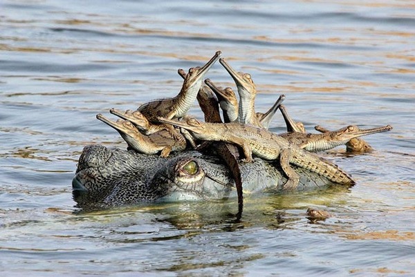 gharial-freestyle-list-photo-u3