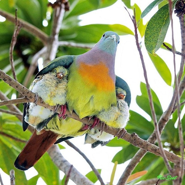 pink-necked-green-pigeon-photo-u1