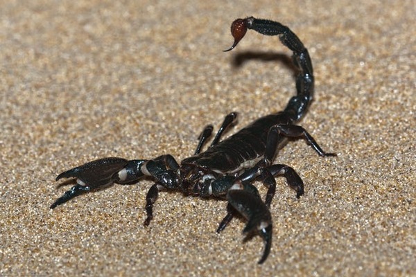 scorpion-freestyle-list-photo-u1