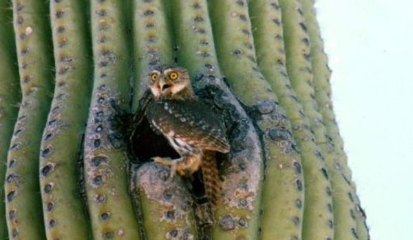 ferruginous-pygmy-owl-freestyle-list-photo-u1