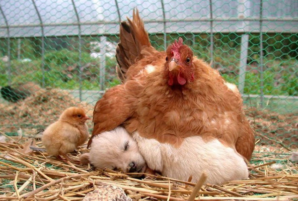 hens-adopt-animals-5979b483663b9__700