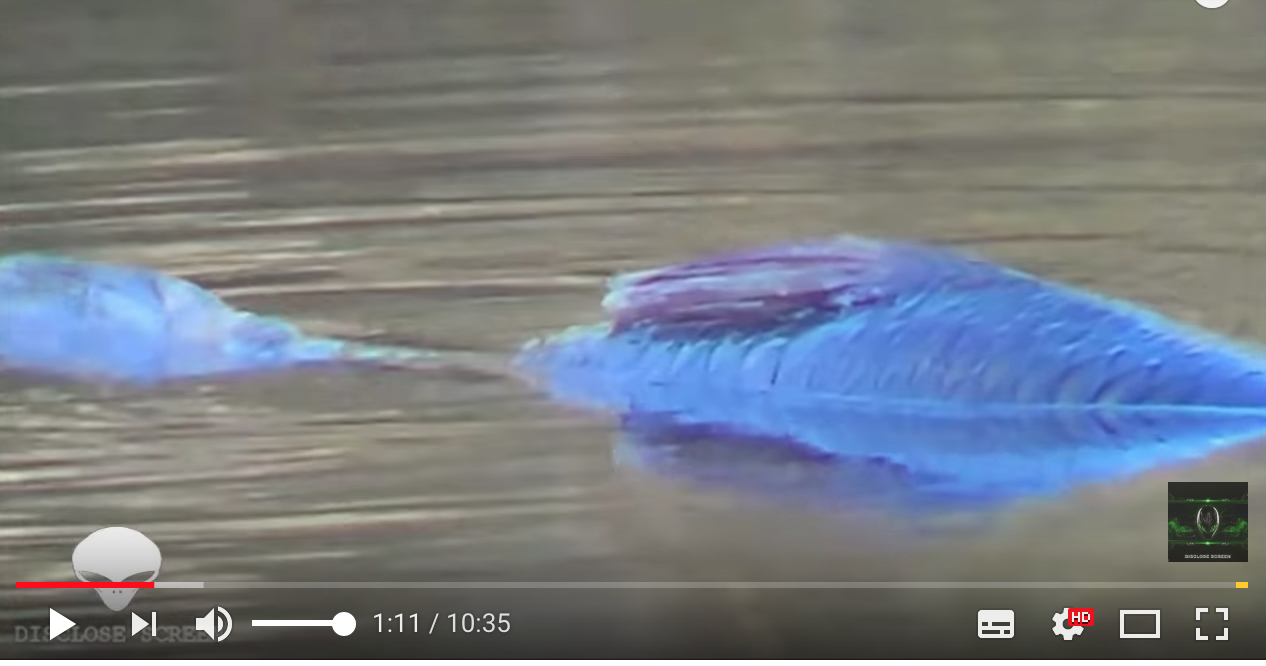 すげえ色 ブラジルで1 2メートルの 説明不能 な青い謎の淡水魚が発見される 秒刊sunday