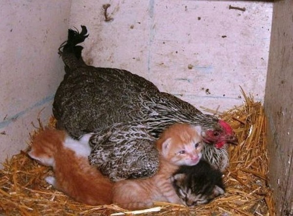 hens-adopt-animals-5979b4e296501__700