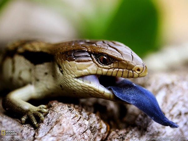 lizards-photo-u1
