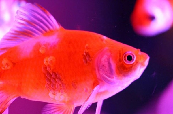 goldfish-have-terrible-memories-photo-u1