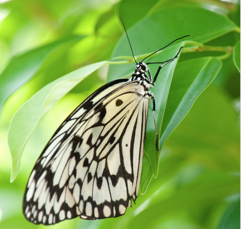 蝶スゲー 蝶は幼虫の時可愛がると 成虫で手に乗ってくる 神秘的なツイートが話題に 秒刊sunday