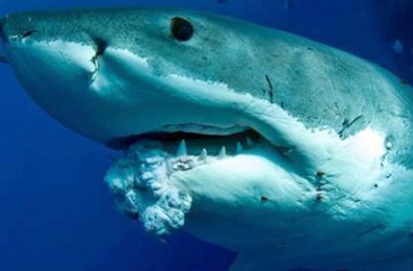 sharks-