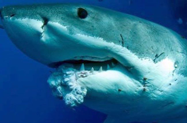 マジか サメに鼻パンチは効かないらしい 代わりの対処法 難易度高すぎ 秒刊sunday