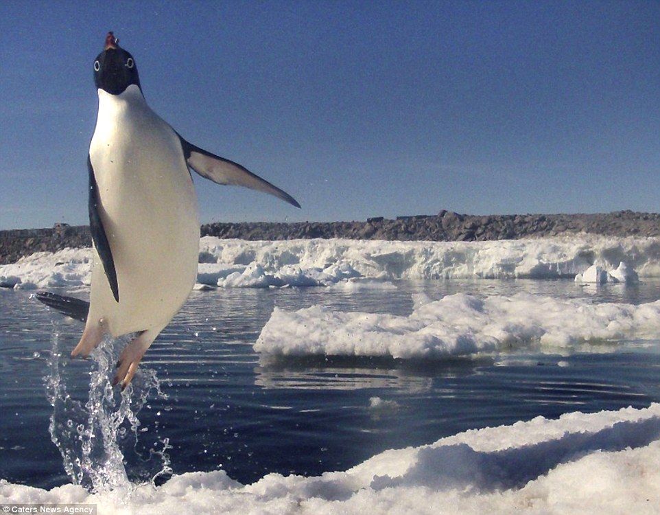 ペンギン 俺は跳べるぞ 躍動感みなぎる高い跳躍力を魅せる写真が撮影される 秒刊sunday