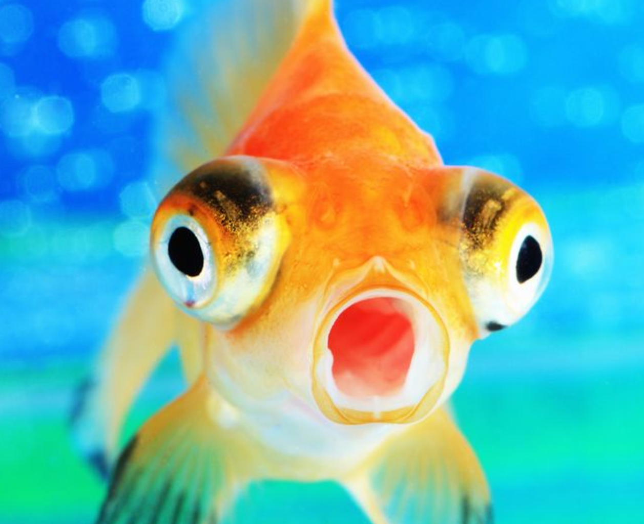 金魚凄い 金魚の生命力凄すぎ 水が凍っても体内で酒を生成し生き延びる 秒刊sunday