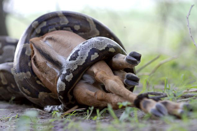 丸呑み ヘビ 【閲覧注意】体長7mのアミメニシキヘビのお腹から、行方不明の男性見つかる…