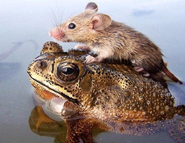 a-mouse-riding-a-frog-photo-u1