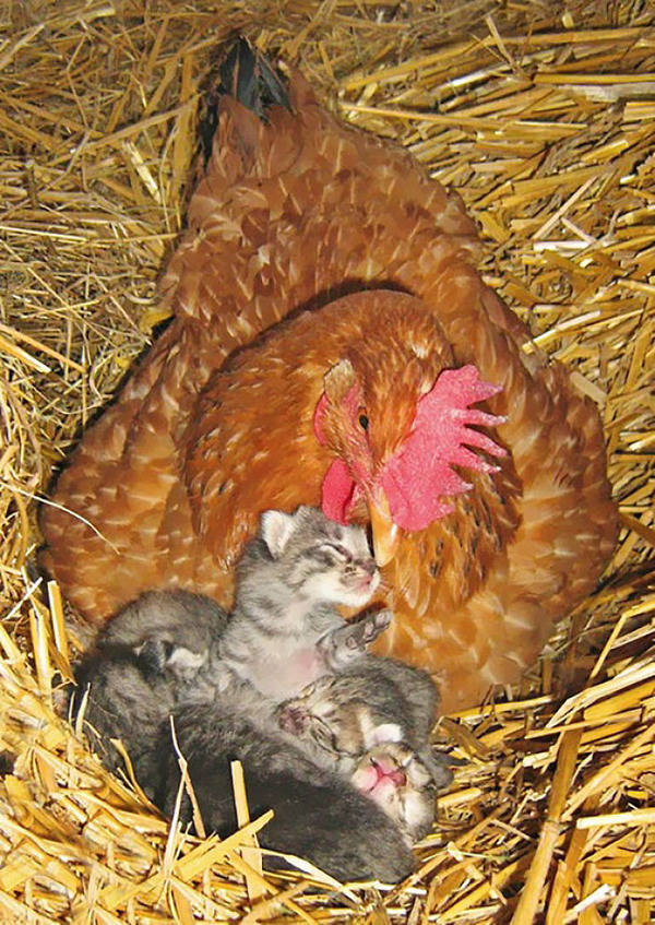 hens-adopt-animals-5979ac2016995__700