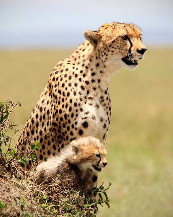 cheetah-freestyle-list-photo-u3