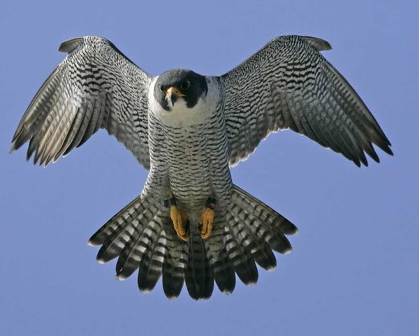 peregrine-falcon-freestyle-list-photo-u1 - コピー