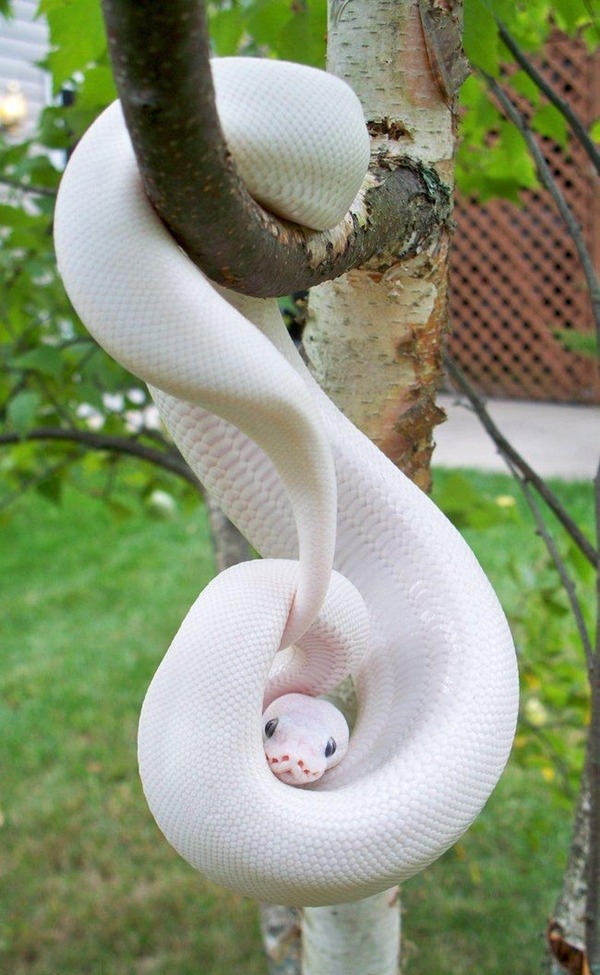 python-freestyle-list-photo-u1