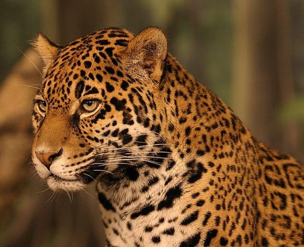 jaguar-freestyle-list-photo-u3