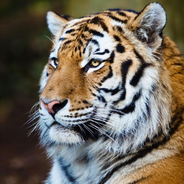 tiger-mascots-photo-u3